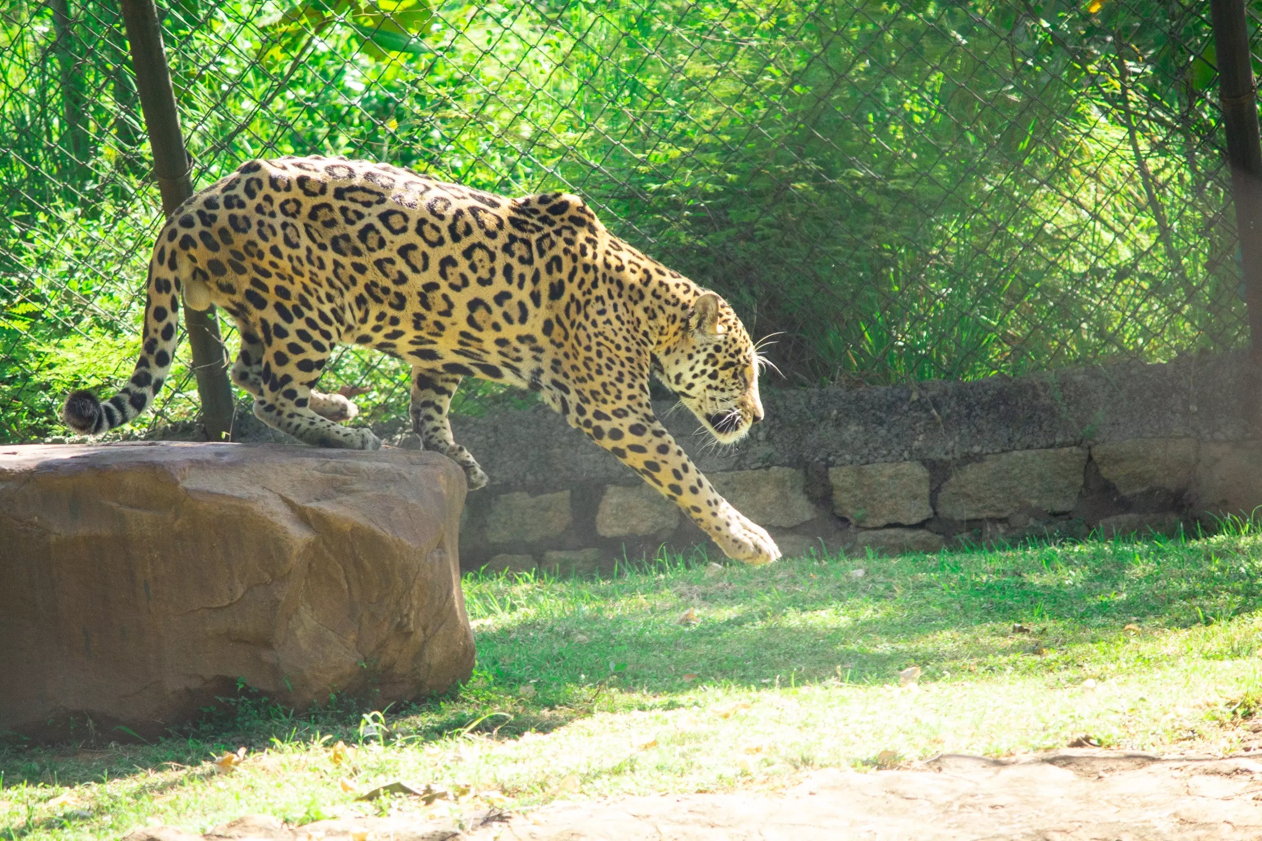 Male Jaguar Dies In Accident At Tirupati Zoo