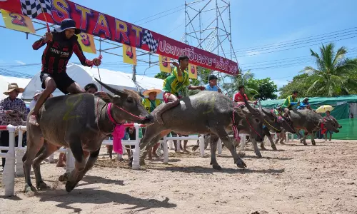 Thailand’s Water Buffalo Festival Turns Farm Animals Into Beauty Pageant Stars