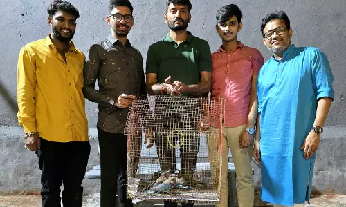 Four Indian Rollers Die Despite Rescue During Dasara Four Indian Rollers Die Despite Rescue During Dasara