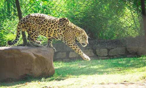 Male Jaguar Dies In Accident At Tirupati Zoo