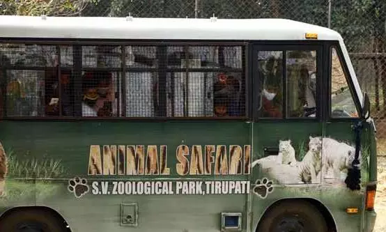Jagur dies in Tirupati Zoo
