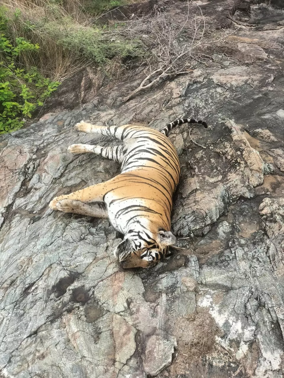 Karnataka: CM Unhappy Over Tiger Deaths in MM Hills, Asks Forest Officials to be Proactive