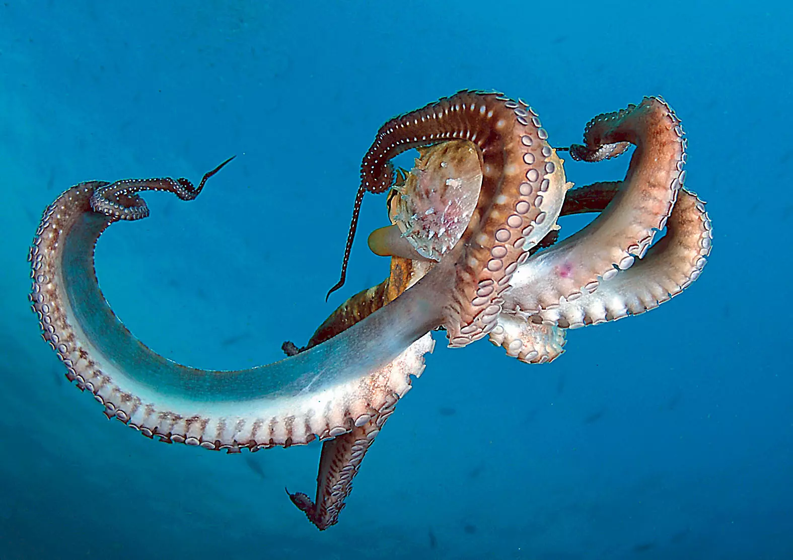 8 Facts About Octopus Anatomy You Probably Didnt Know