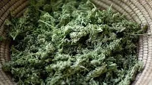 20 Kg Ganja Seized In Abdullapurmet