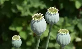 Drugs Worth Rs 23.08 cr Seized Under 3 PS Limits in Bengaluru