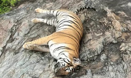 Karnataka: CM Unhappy Over Tiger Deaths in MM Hills, Asks Forest Officials to be Proactive Karnataka: CM Unhappy Over Tiger Deaths in MM Hills, Asks Forest Officials to be Proactive