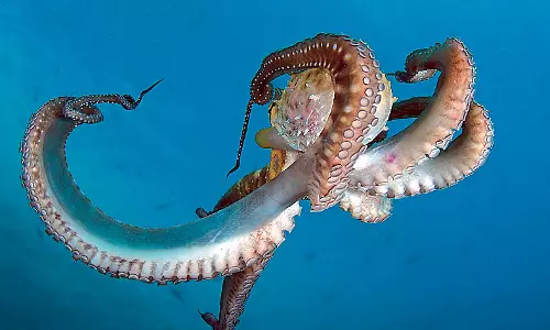 8 Facts About Octopus Anatomy You Probably Didnt Know