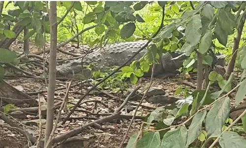 Crocodile Creates Scare among Residents in Pedda Amberpet