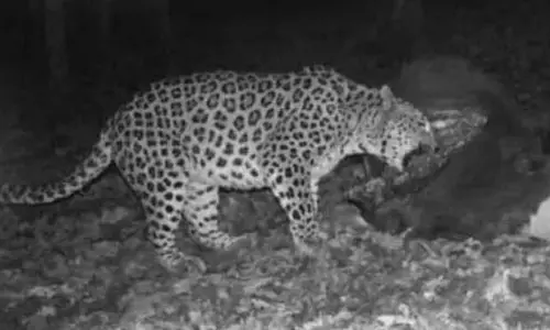 Tiger, Leopard Sightings Trigger Panic Among Farmers In Adilabad