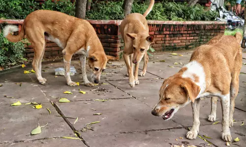 Stray Dogs: AP Targets Birth Control, Vaccination by February Stray Dogs: AP Targets Birth Control, Vaccination by February