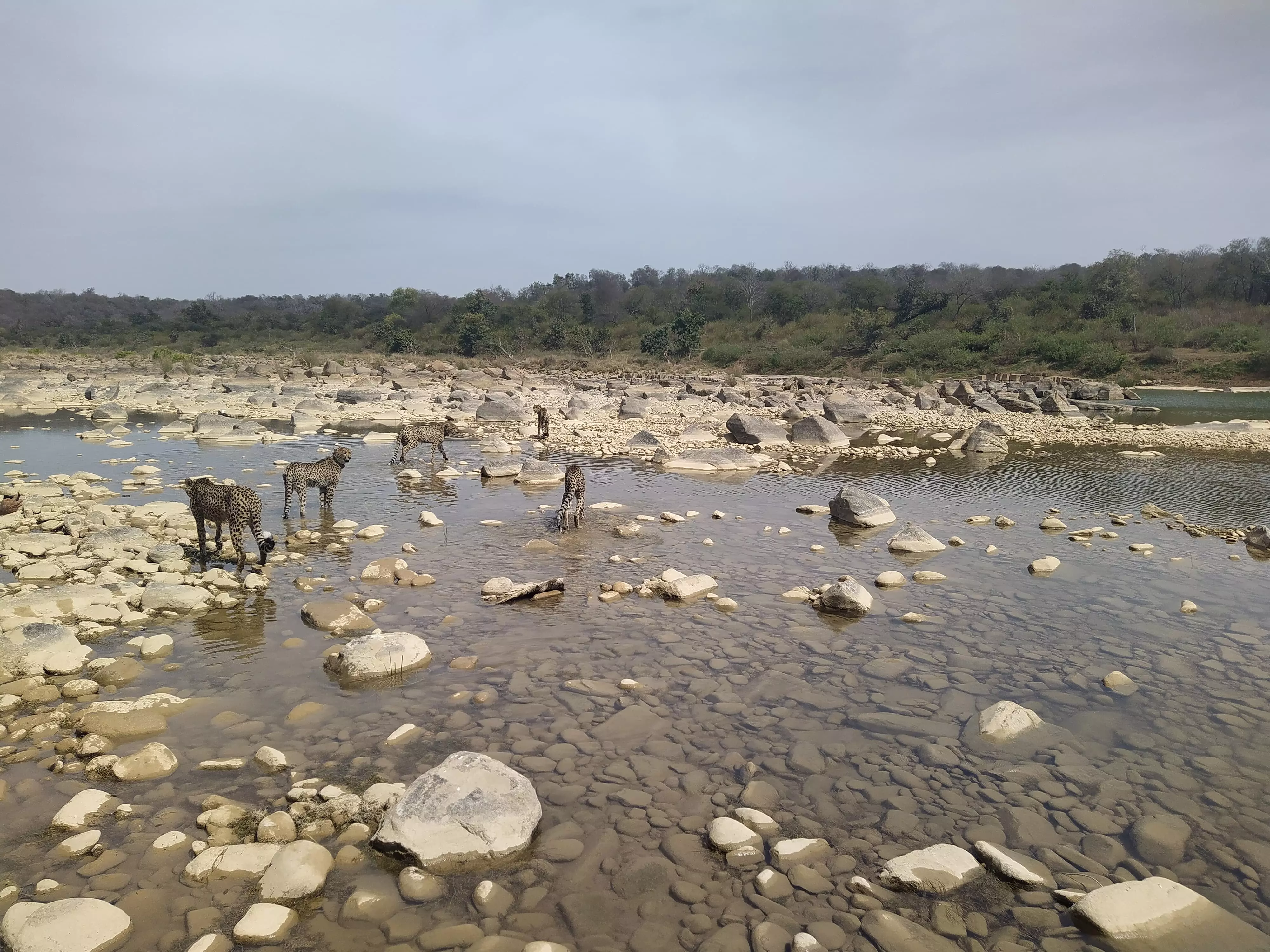 Kuno’s Cheetah Cubs Acquire Local Tastes