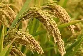 Telangana Readies Rs 22K-cr Plan For Paddy Purchase Telangana Readies Rs 22K-cr Plan For Paddy Purchase