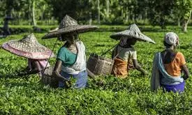 India Targets Bigger Share of Chinas Tea Market at Buyer-Seller Meet India Targets Bigger Share of Chinas Tea Market at Buyer-Seller Meet