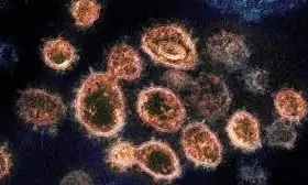 1.3 L Gambusia Fish Released To Check Mosquito-Borne Diseases In Anakapalle 1.3 L Gambusia Fish Released To Check Mosquito-Borne Diseases In Anakapalle