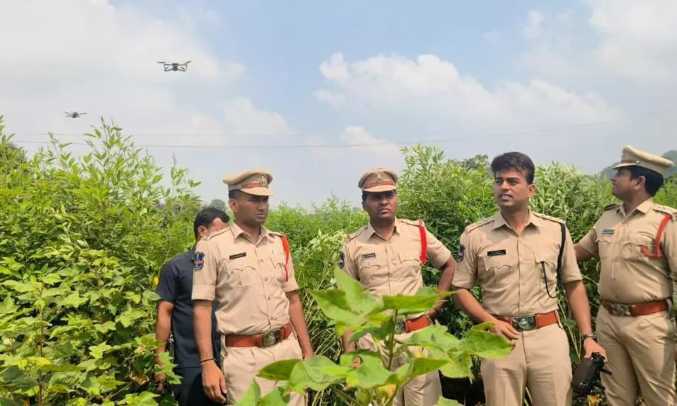 Police Deploy Drones For Ganja Hunt