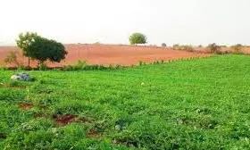 Amaravati Farmers Continue Contributing Land Under Pooling Scheme