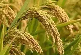 AP Sets 51 LMT Paddy Procurement Target For Kharif 2025–26