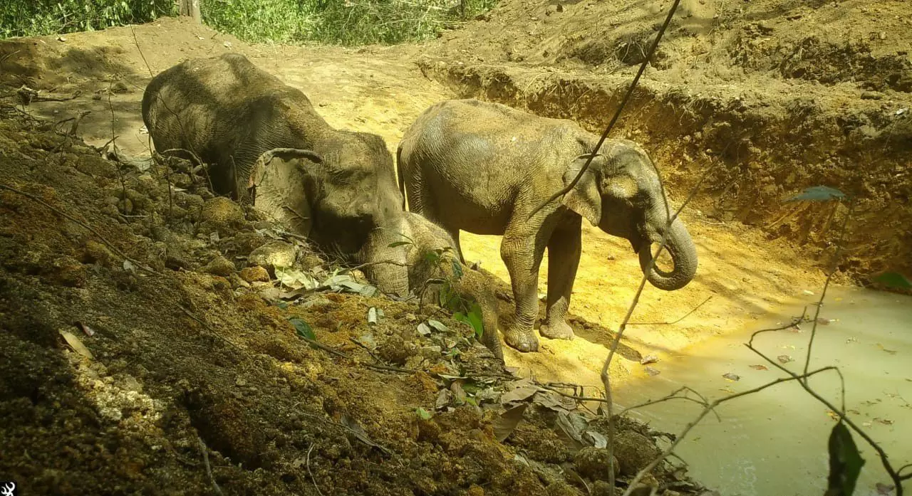 Tusk Vs Task: Balancing Elephant Conservation and Human Lives