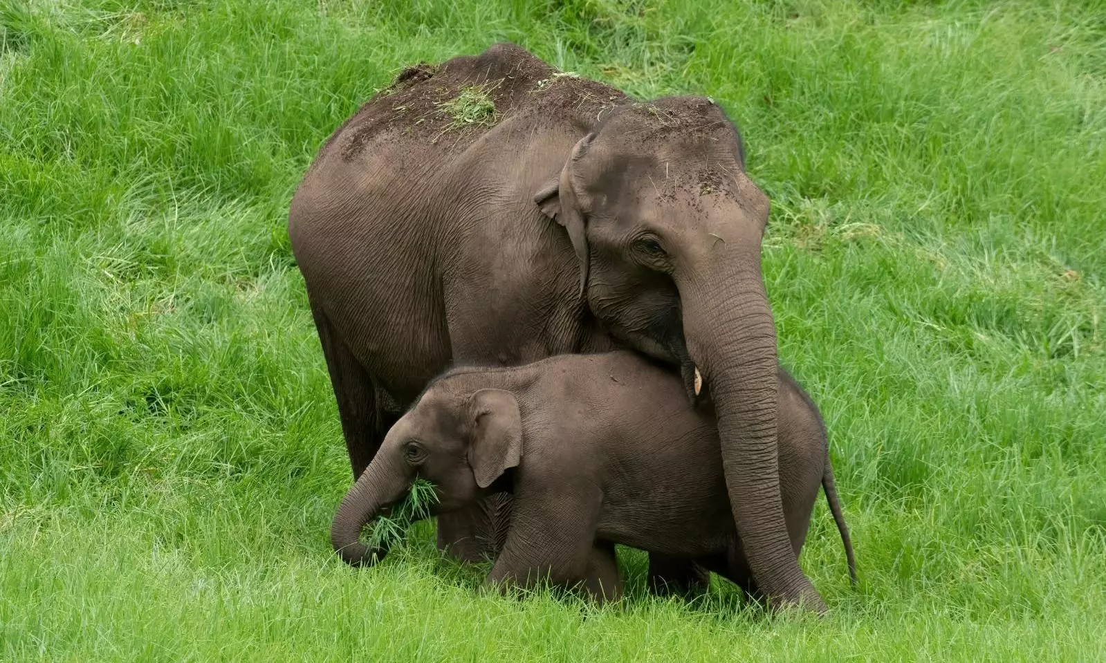 India’s Jumbo Population Falls Sharply: Study