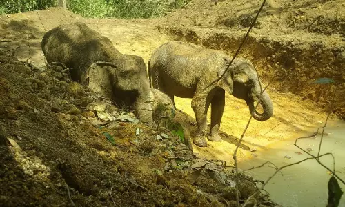 Tusk Vs Task: Balancing Elephant Conservation and Human Lives