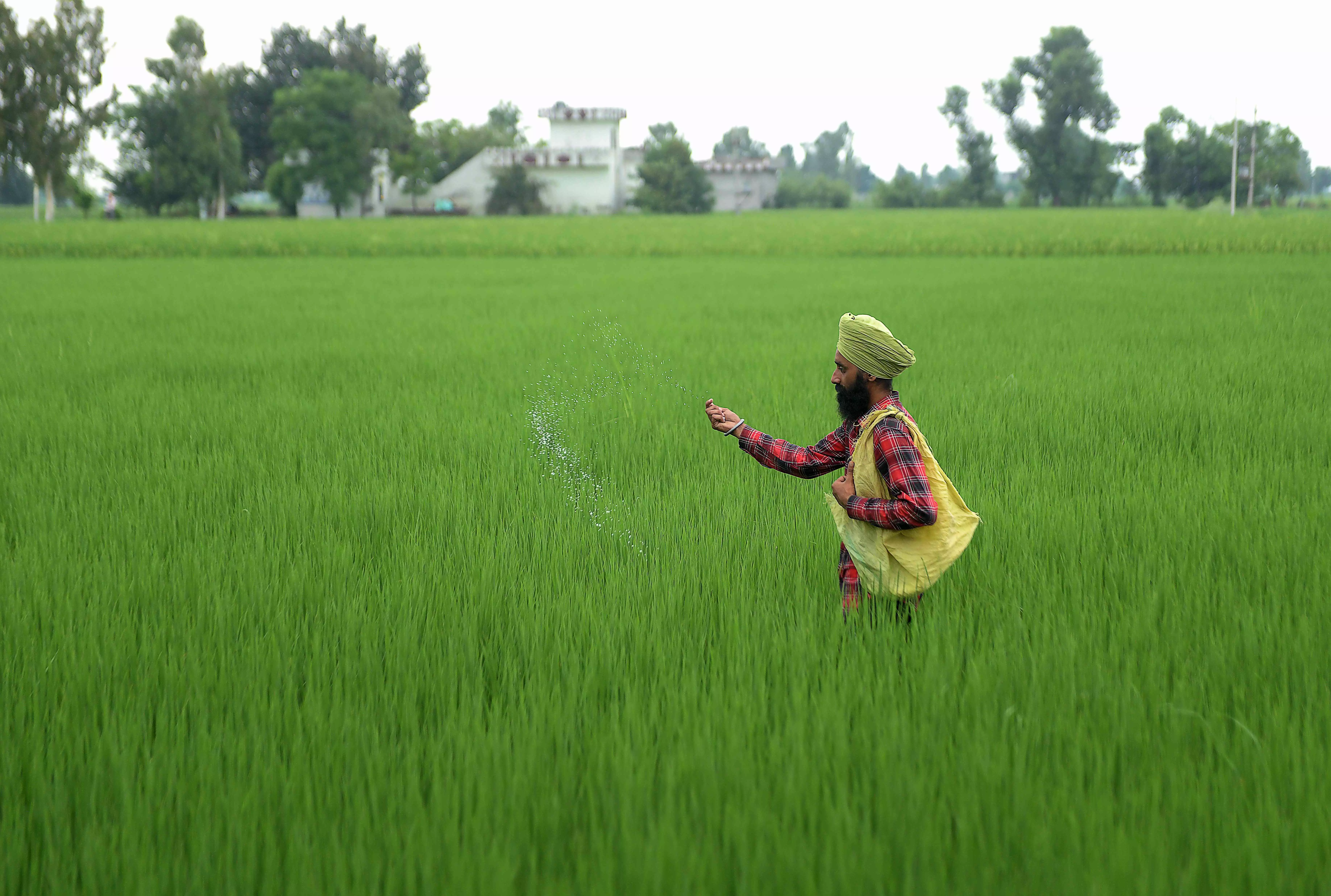India Confronts Specialty Fertiliser Price Surge After China Halts Exports