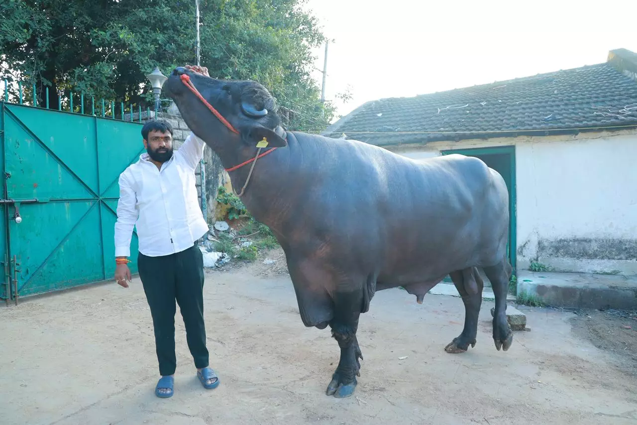 Hyderabad Set For Grand Sadar Celebrations