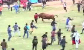 Hyderabad: Four Persons Injured As Bull Runs Amok at Madhuranagar Hyderabad: Four Persons Injured As Bull Runs Amok at Madhuranagar