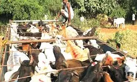 Cattle Vehicle Staff Shot Cow Vigilante