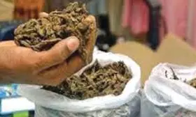 2 Arrested For Ganja, Hash Oil Peddling 2 Arrested For Ganja, Hash Oil Peddling