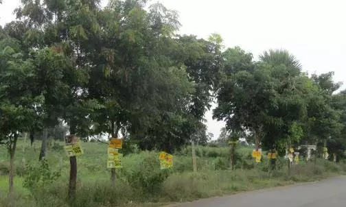 Greens Seek Action Against Tree-nailing in Nalgonda Greens Seek Action Against Tree-nailing in Nalgonda