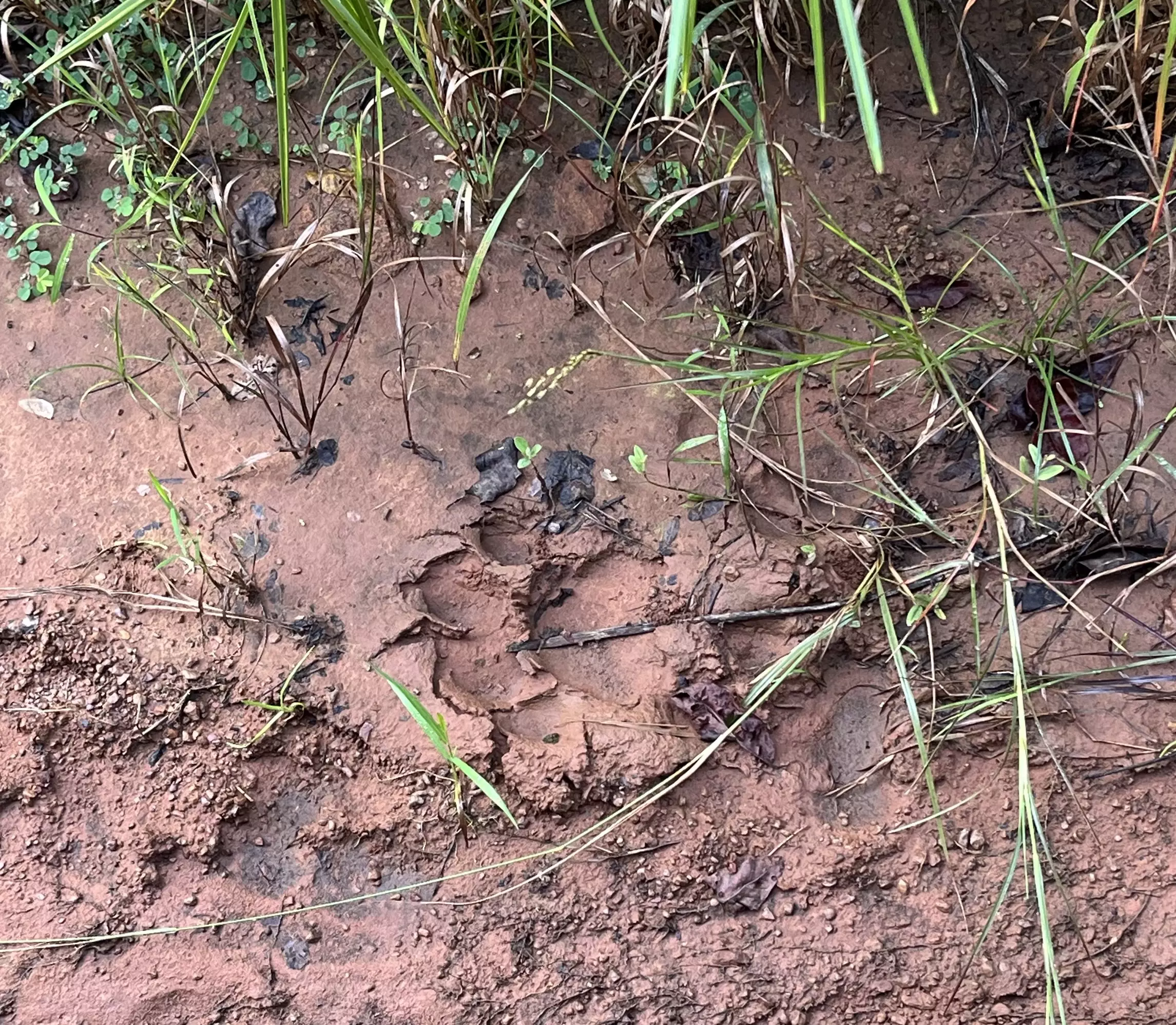 On The Tigers Trail - Telangana Foresters to Walk 57k km in State This November