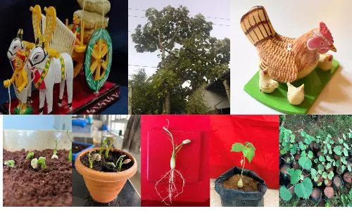 Scientific Breakthrough Boosts Germination of Telangana’s Rare Poniki Tree
