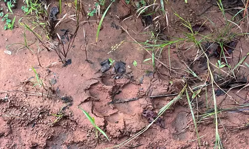 On The Tigers Trail - Telangana Foresters to Walk 57k km in State This November