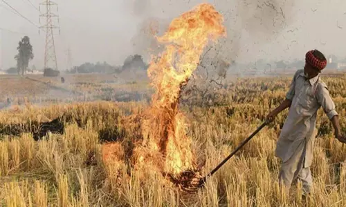 Stubble Burning Cases Cross 500 Mark in Punjab: PPCB Data