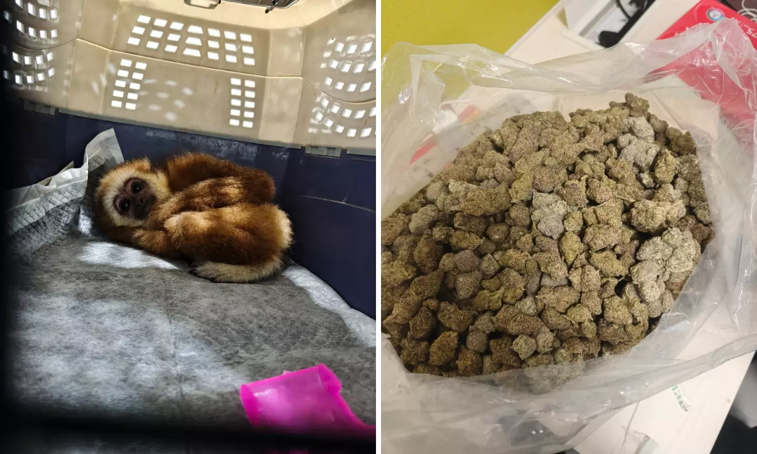 Bengaluru Airport Sees Multiple Seizures of Ganja and Wild Animals in 10 Days Bengaluru Airport Sees Multiple Seizures of Ganja and Wild Animals in 10 Days