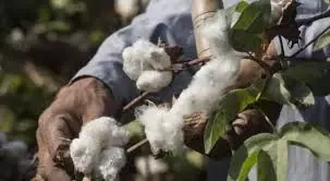Cotton Farmers Dry Crop To Reduce Moisture To Get MSP Cotton Farmers Dry Crop To Reduce Moisture To Get MSP