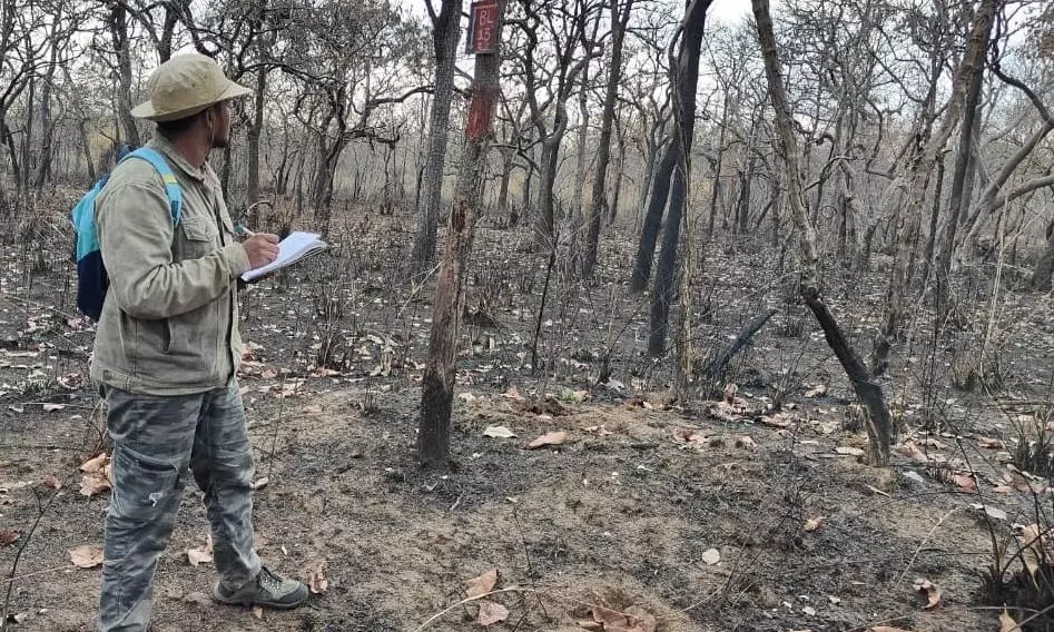 Count Tigers, Earn Your Stripes from Forest Wing