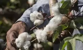 Cotton Farmers Dry Crop To Reduce Moisture To Get MSP Cotton Farmers Dry Crop To Reduce Moisture To Get MSP