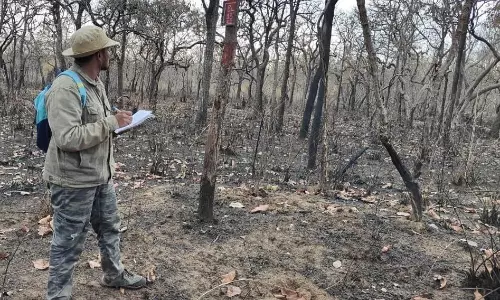 Count Tigers, Earn Your Stripes from Forest Wing