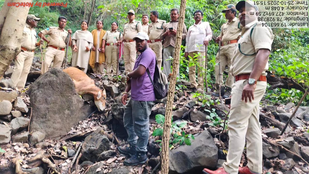 Tiger Strays Into Adilabad Border Village, Kills Cattle Tiger Strays Into Adilabad Border Village, Kills Cattle