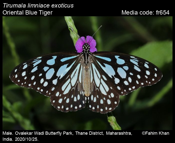 Andhra Pradesh Proposes Blue Tiger Butterfly As State Symbol