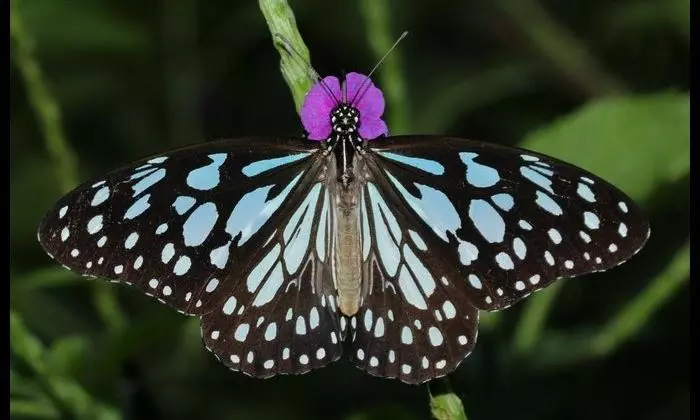 AP Likely To Crown Blue Tiger As Its First State Butterfly AP Likely To Crown Blue Tiger As Its First State Butterfly