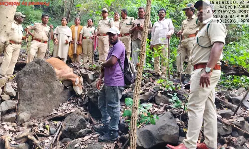 Tiger Strays Into Adilabad Border Village, Kills Cattle