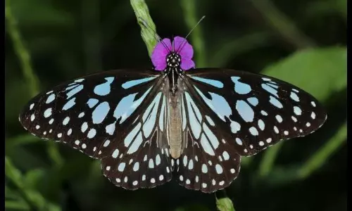 AP Likely To Crown Blue Tiger As Its First State Butterfly