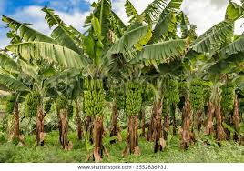 Banana Prices Crash Again, Rayalaseema Farmers Sink Into Distress