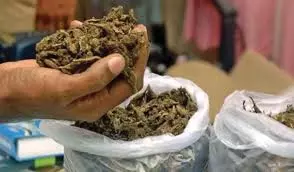 Kagaznagar: Youth Held For Selling Ganja Kagaznagar: Youth Held For Selling Ganja