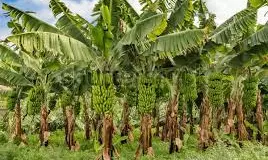 Banana Farmers Anxious As Cyclone Montha Nears Coast Banana Farmers Anxious As Cyclone Montha Nears Coast