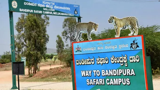Safari Trip Cut Short in Bandipur, Nagarahole; Forest Officials Question Move Safari Trip Cut Short in Bandipur, Nagarahole; Forest Officials Question Move