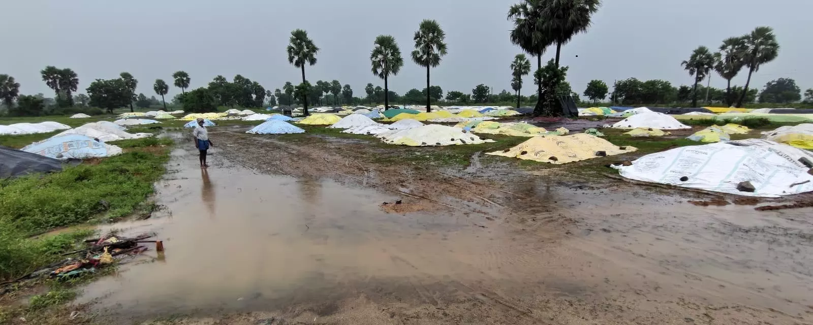 Unweighed Paddy Soaks in Rain, Farmers Face Heavy Losses in Nalgonda Unweighed Paddy Soaks in Rain, Farmers Face Heavy Losses in Nalgonda