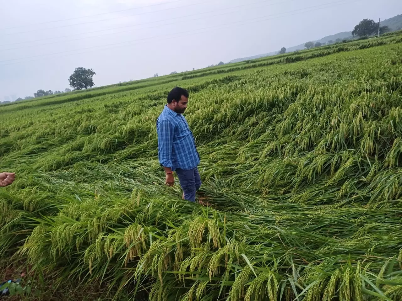 Unweighed Paddy Soaks in Rain, Farmers Face Heavy Losses in Nalgonda Unweighed Paddy Soaks in Rain, Farmers Face Heavy Losses in Nalgonda